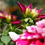 orchid_0060.JPG