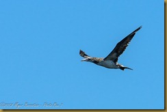 Northern Gannet