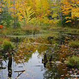 Fall Color And Reflections / Porcupine Mountains State Park / Upper Michigan
