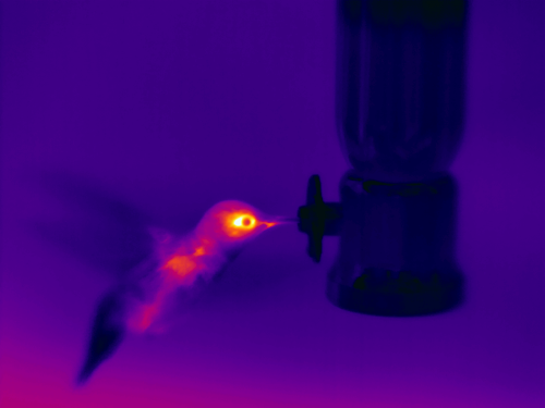 Hummingbird 30.png Hummingbird 30
