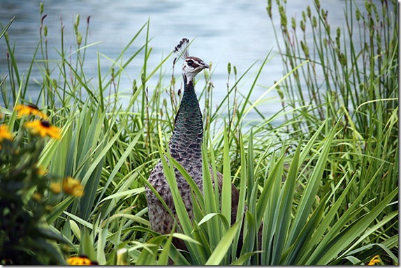 better-bird-photography-1 better-bird-photography-1