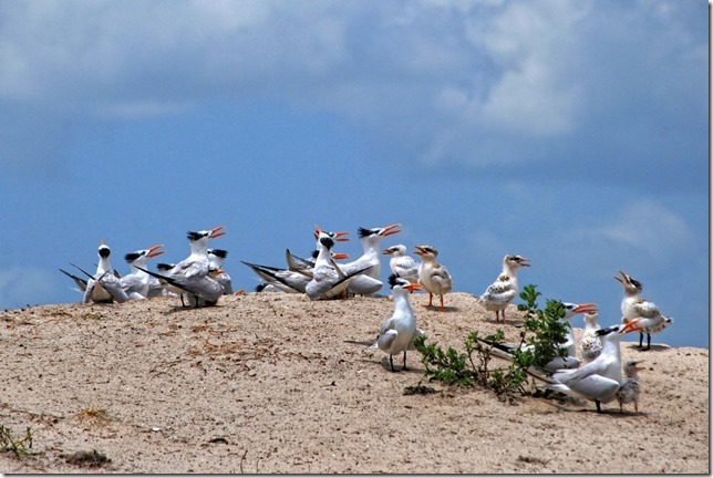 Royal tern chicks - waiting for lunch