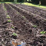 Le champ de patates de 2011 champ_patates.jpg