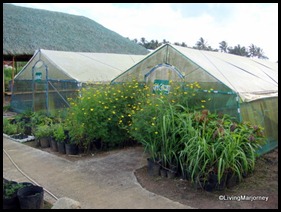 Costales Farm in Majayjay, Laguna (10)