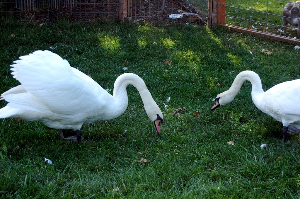 [swans36.jpg]