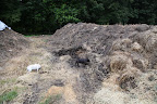Pee-you!  This sure stinks!  However, compost needs to cook to 131º in order to kill any weed seeds.  This is very important because no one wants to put weed seeds into their garden.