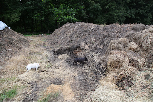 Pee-you!  This sure stinks!  However, compost needs to cook to 131º in order to kill any weed seeds.  This is very important because no one wants to put weed seeds into their garden.