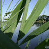 dsc03575.jpg
