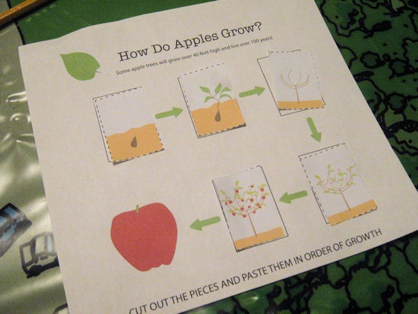Life cycle Apple tree Life cycle Apple tree
