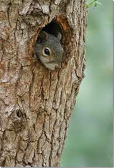 squirrel-face-veritcal squirrel-face-veritcal