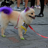 Pet Express Doggie Run 2012 Philippines. Jpg (275).JPG