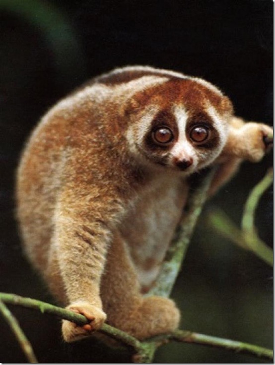 animals-worried-face-5