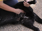 Step 3 (Dog): Check pulse at femoral artery (where hind leg meets torso), If no pulse… Step 3 (Dog): Check pulse at femoral artery (where hind leg meets torso), If no pulse…