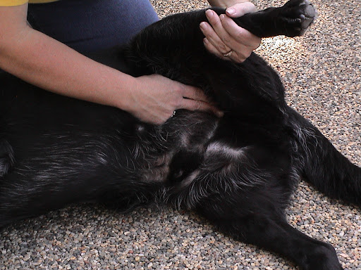 Step 3 (Dog): Check pulse at femoral artery (where hind leg meets torso), If no pulse…