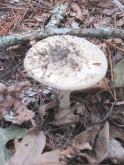 mushroom breaking thru the pine needles white top view