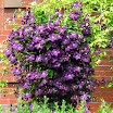 DSCN3835b Clematis jackmanii.JPG