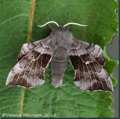 poplar-hawk-moth-1