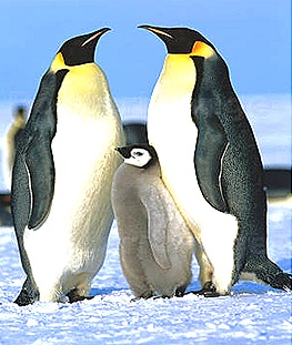 Aptenodyts-Penguin Aptenodyts-Penguin