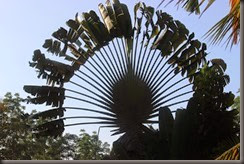 fan palm