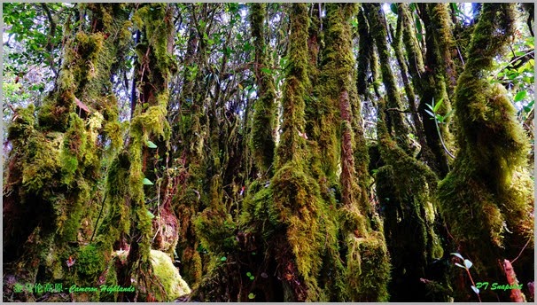 Cameron Highlands Mossy Forest Cameron Highlands Mossy Forest