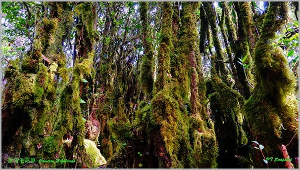 Cameron Highlands Mossy Forest 