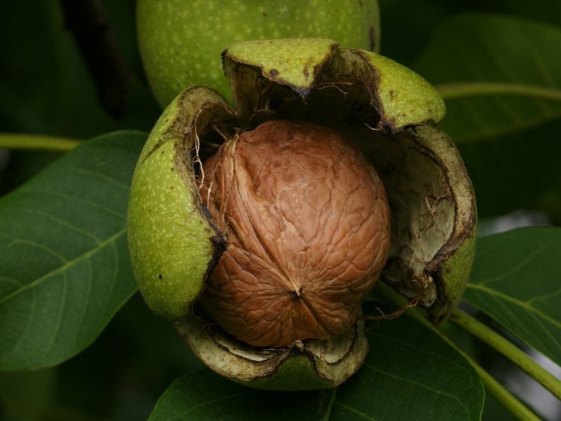 [Walnut%255B7%255D.jpg]