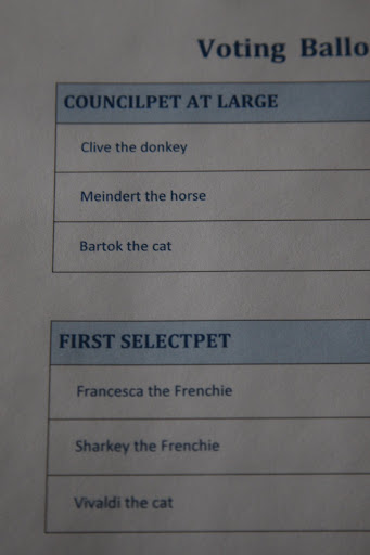 As you can see, Clive the donkey, Meindert the horse, Bartok the cat, Francesca the Frenchie, Sharkey the Frenchie, and Vivaldi the cat were all hopeful contenders.  Why, we the Frenchies, were running against each other, we just don't know.