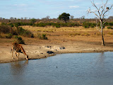 It was also our first time to see a giraffe bending down to drink water! It's kind of rare to see it happen, and a lot of work on the part of the giraffe! Transition to Madagascar - 023.jpg