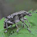 Weevil