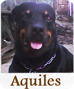 Aquiles Aquiles