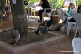 Peacock beggars at Gorge Restaurant