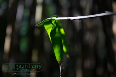 Trengwainton Gardens-1.jpg