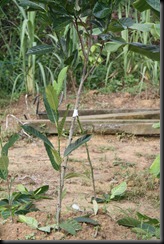 IMG_4908 IMG_4908