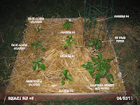 Squarebed3_110607