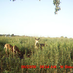nichols deer 055.JPG