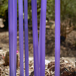 purple stalks.jpg