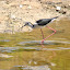 Pernilongo - Himantopus himantopus Pernilongo - Himantopus himantopus