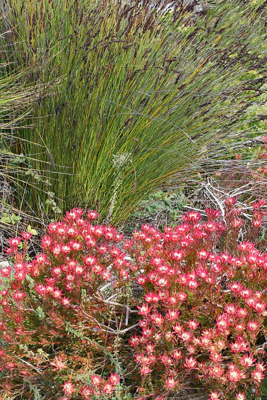 [120211_UCSC_Arboretum_Leucadendron-salignum-Winter-Red_05%255B7%255D.jpg]