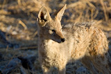 Coyote - Etosha, Namibia