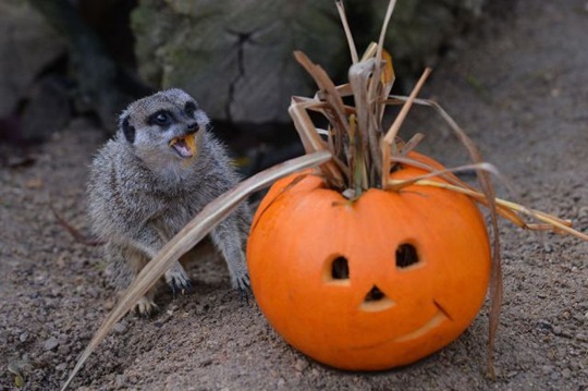 [funny-animals-cute-21%255B2%255D.jpg]