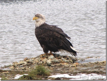 Bald Eagle