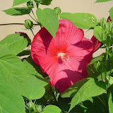 Hibiscus.