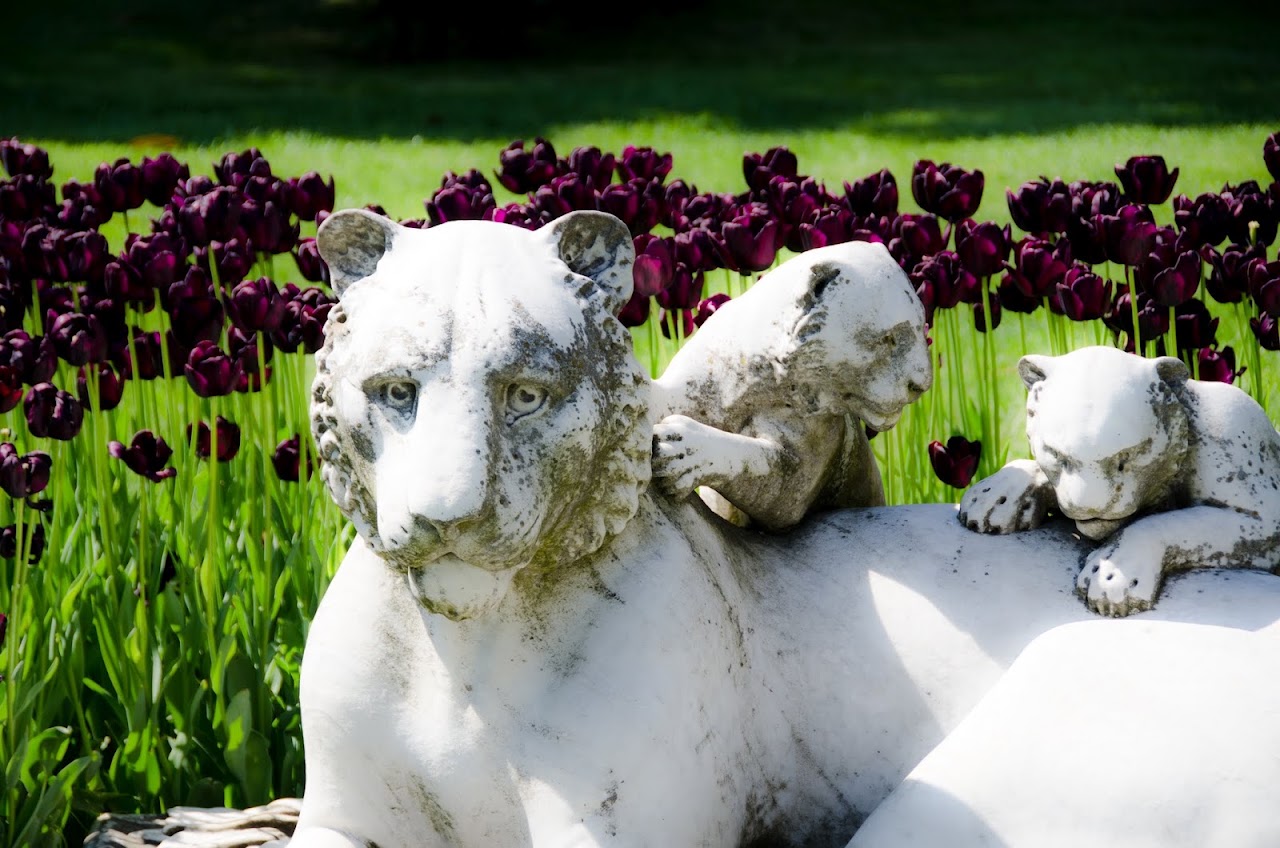Istanbul tulips