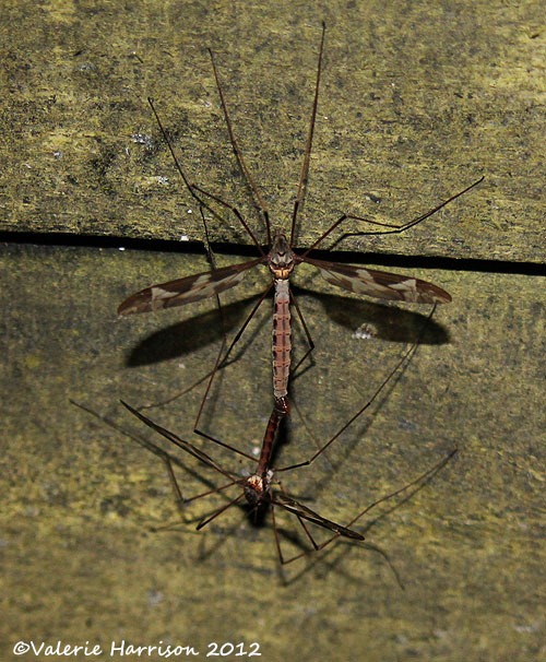 [tipula-maxima-1%255B2%255D.jpg]