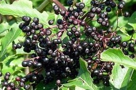 [huckleberries%255B4%255D.jpg]