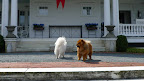 Hey!  Who are you, you orange fluff ball?  What are you doing on my porch!?