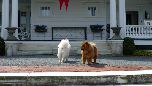 Hey!  Who are you, you orange fluff ball?  What are you doing on my porch!?