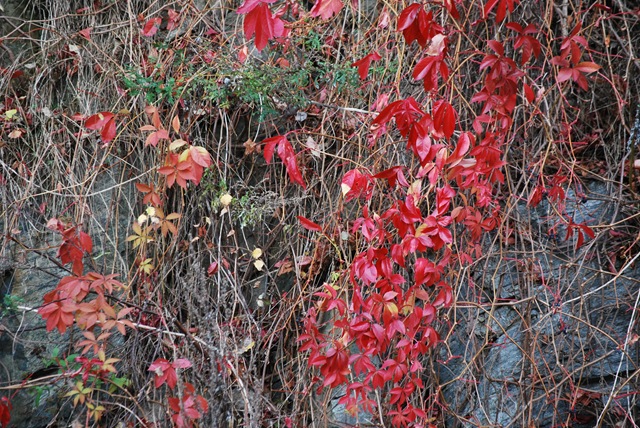 [Autumn%25202011%2520-%2520Oct%252016%255B3%255D.jpg]