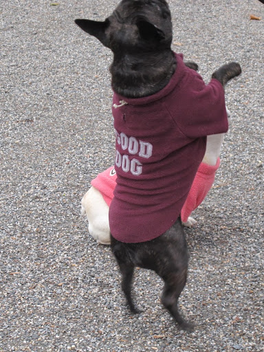 And I can jump on my hind legs!