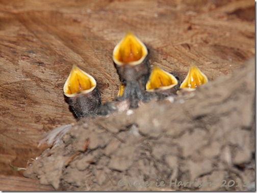 Baby-swallows